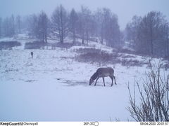 Cervus canadensis sibiricus