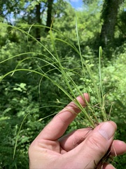 Carex timida