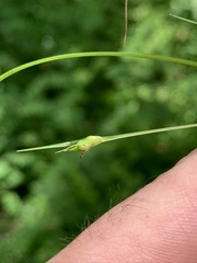 Carex timida