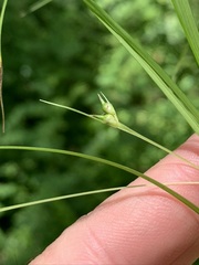 Carex timida