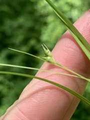 Carex timida