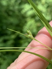 Carex timida