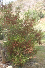Dodonaea viscosa cuneata
