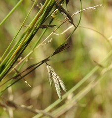 Eragrostis spartinoides