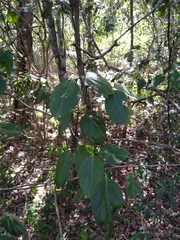 Psydrax lamprophylla