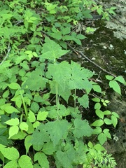 Fleischmannia incarnata