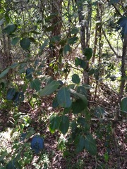 Psydrax lamprophylla