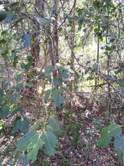 Psydrax lamprophylla