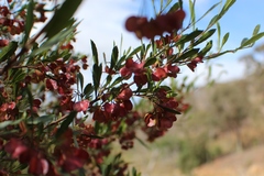 Dodonaea viscosa cuneata