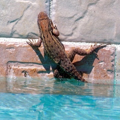 Leiocephalus carinatus