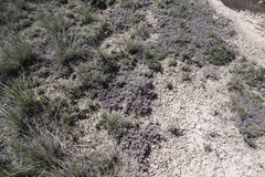 Astragalus sericoleucus