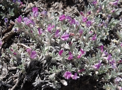 Astragalus sericoleucus