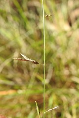 Eragrostis spartinoides