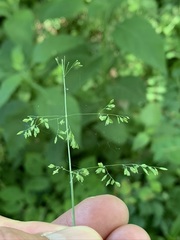 Poa sylvestris