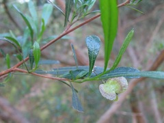 Dodonaea viscosa cuneata