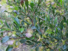 Dodonaea viscosa cuneata