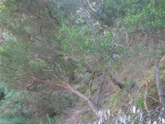 Dodonaea viscosa cuneata