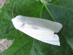 Spilarctia subcarnea