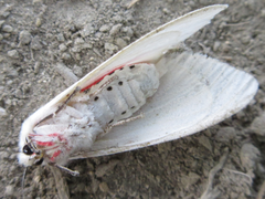 Spilarctia subcarnea