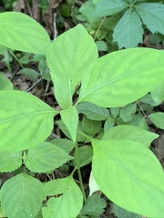 Dicliptera brachiata