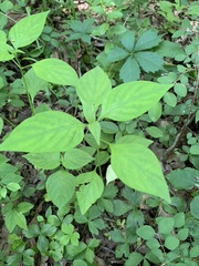 Dicliptera brachiata