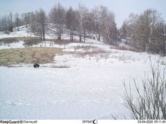 Cervus canadensis sibiricus