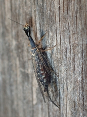 Dichrostigma flavipes