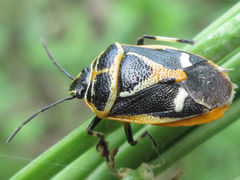 Eurydema gebleri