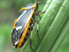 Eurydema gebleri
