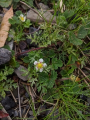Fragaria hayatae