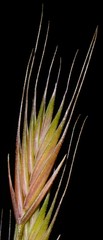 Festuca octoflora