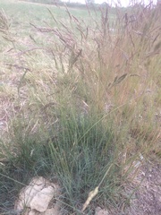 Festuca pallens