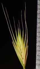 Festuca octoflora