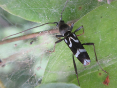 Rhaphuma gracilipes