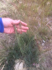 Festuca pallens