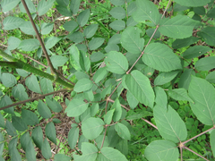 Aralia elata