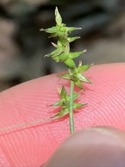 Carex texensis