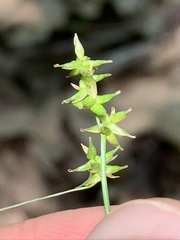 Carex texensis