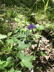 Geranium platyanthum