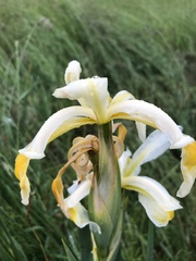 Iris orientalis