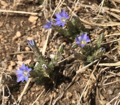 Chondrophylla