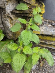 Urtica taiwaniana