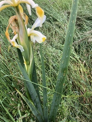 Iris orientalis