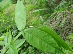 Rhus javanica