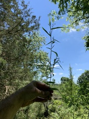 Dichanthelium malacophyllum