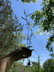 Dichanthelium malacophyllum