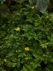 Ranunculus taisanensis