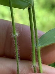 Dichanthelium malacophyllum