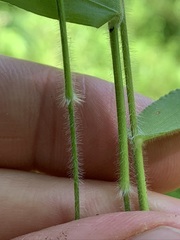 Dichanthelium malacophyllum