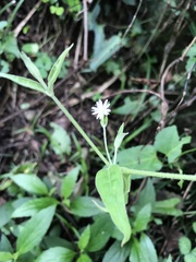 Stellaria vestita
